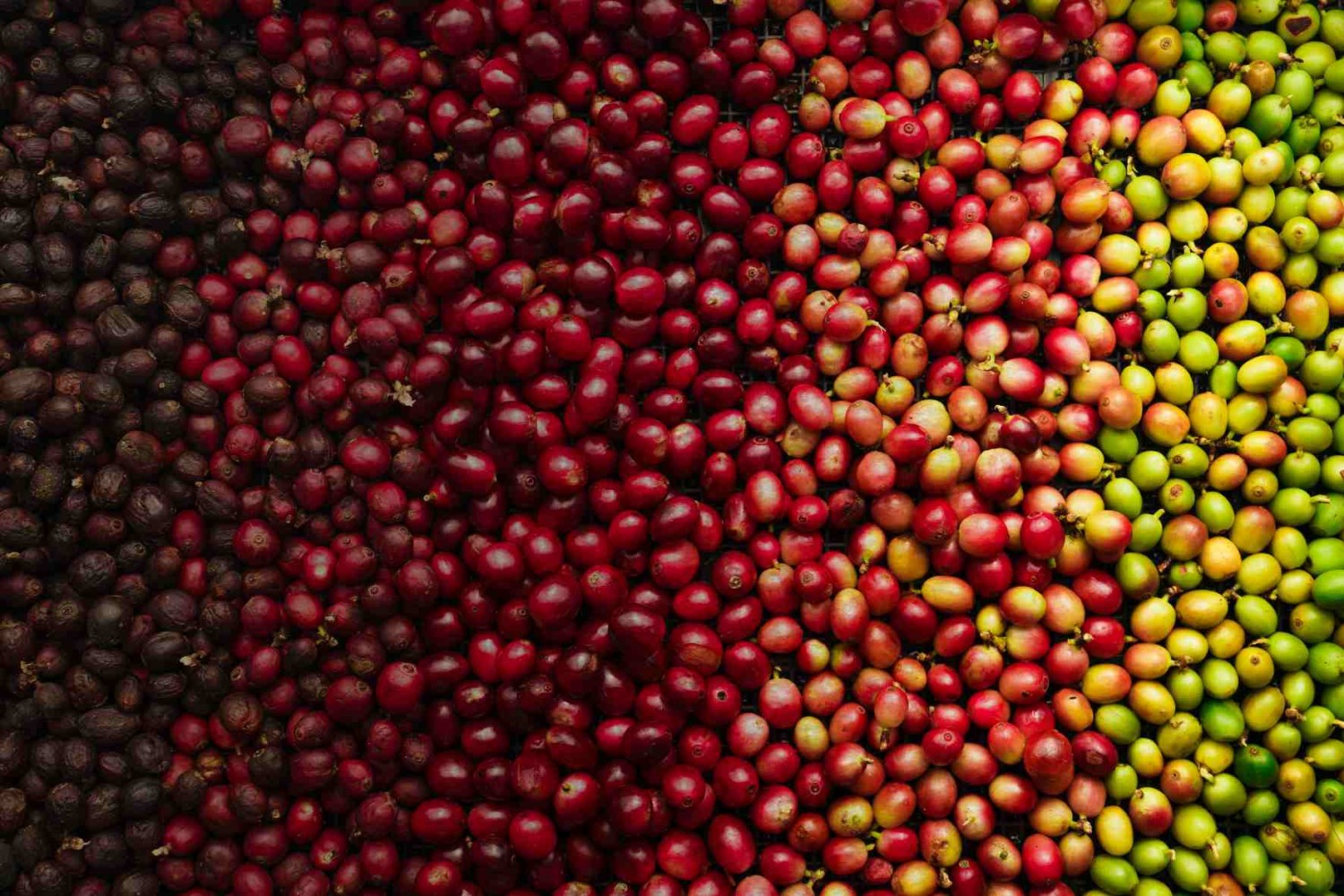 .:: arabica_canephora_65890_1_pt_034720.jpg ::.