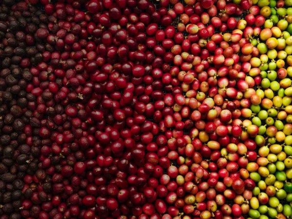 .:: arabica_canephora_65890_1_pt_034720.jpg ::.