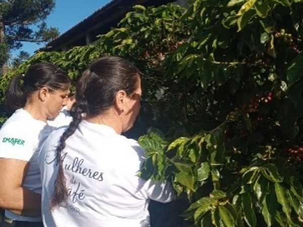 .:: norte_pioneiro_do_parana_66002_1_pt_041328.jpg ::.